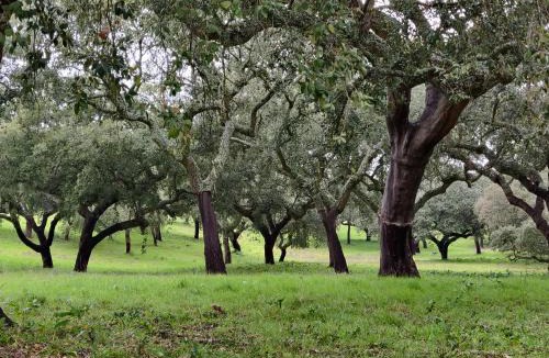 Bajolo Bed & Breakfast | Monte do Roque