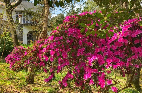 Monserrate House | Quinta Senhora da Vida - a house in the middle of the forest, overlooking the sea