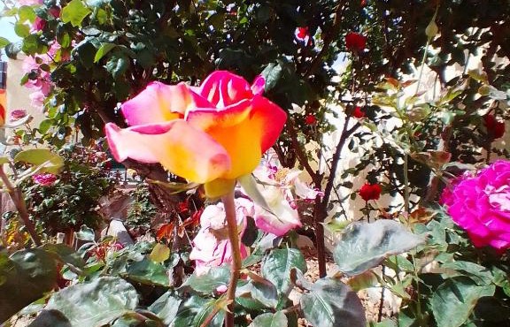 Las/Rosas in Orgaz