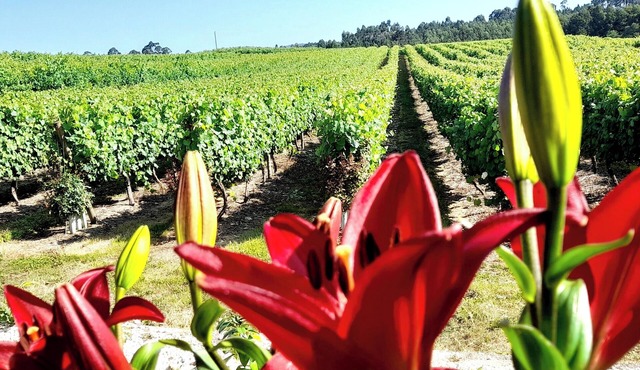 Quinta da Calça - Nature, Vineyards and River in Esposende | Peaceful Stay in Braga