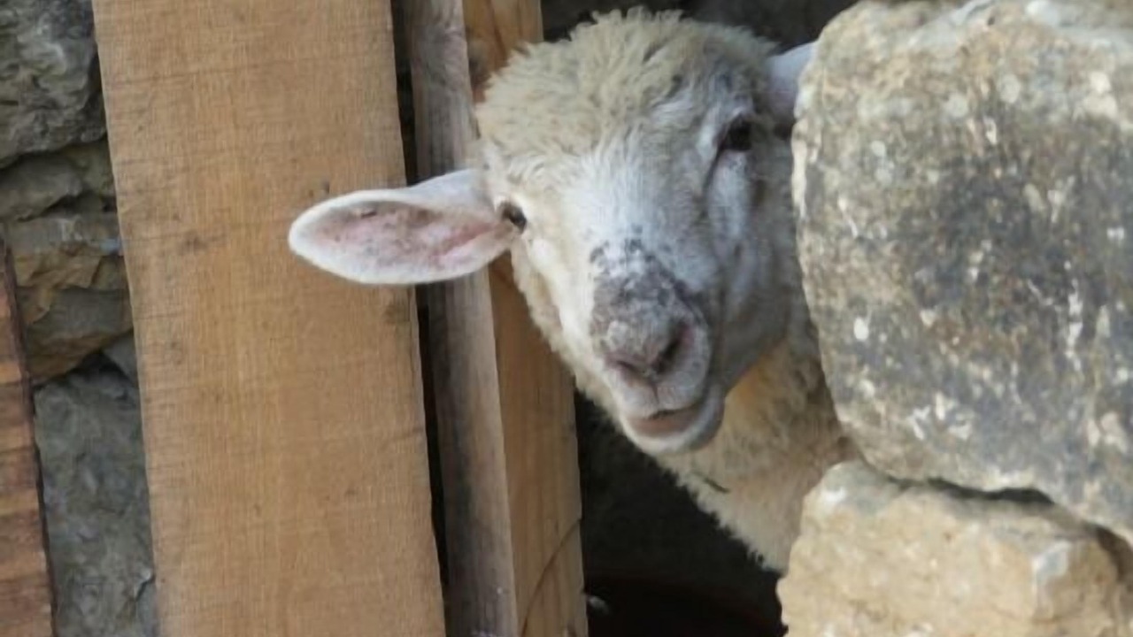 Photo of Others in Aldeia da Mata Pequena