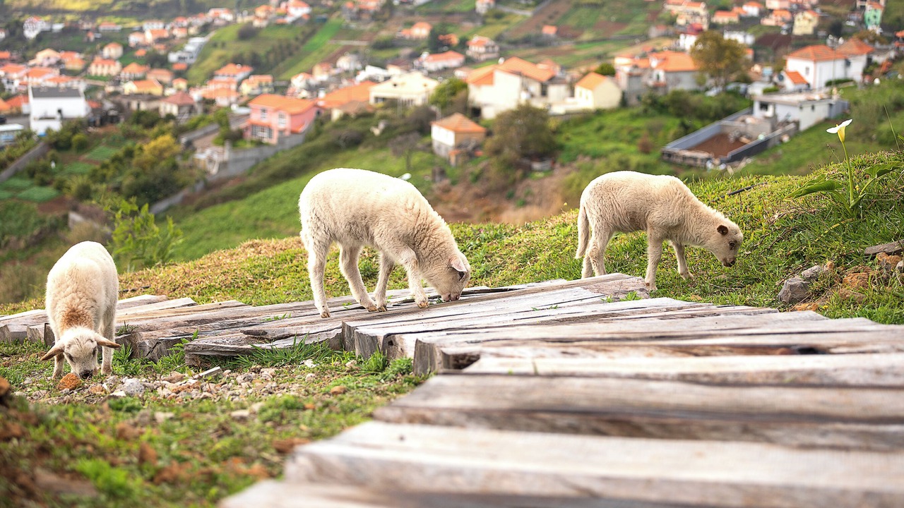 Photo of Others in Arco da Calheta