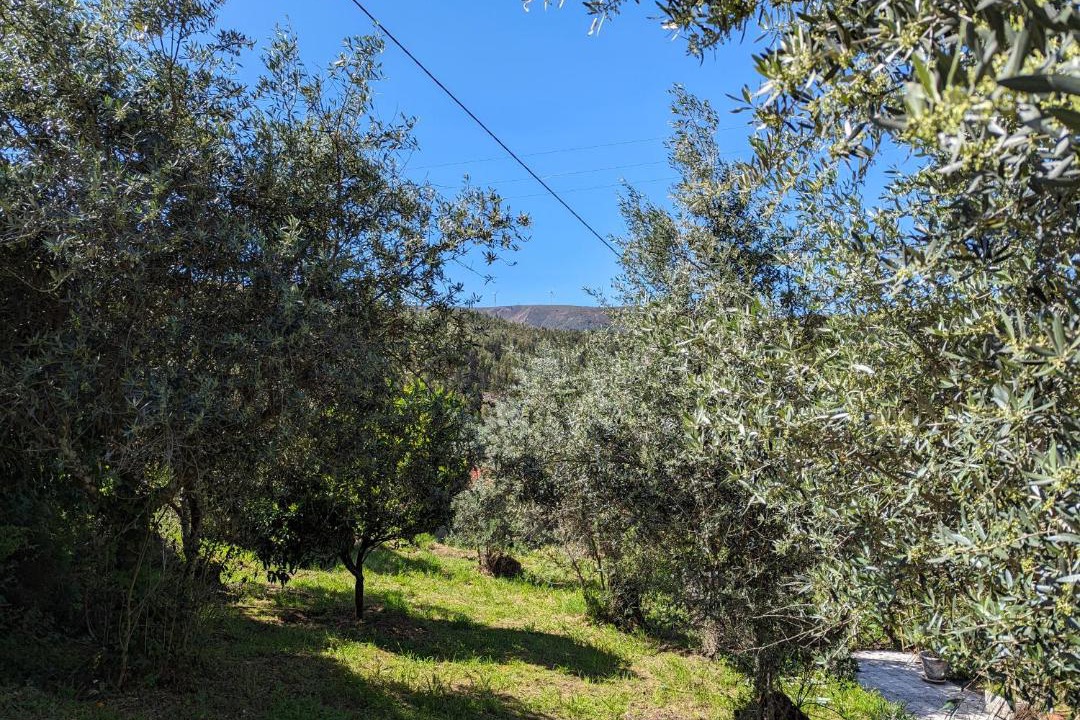 Photo of Others in Figueiro dos Vinhos