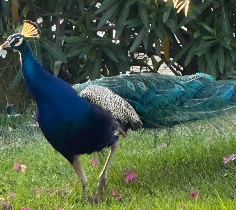 Photo of Others in Sao Bras de Alportel